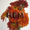 chrysanthemum CDN assorted